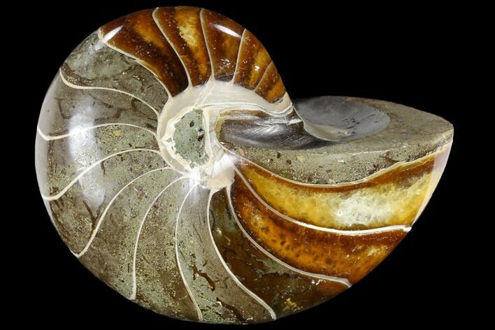 Polished Fossil Nautiloid (Cymatoceras) - Madagascar #117466